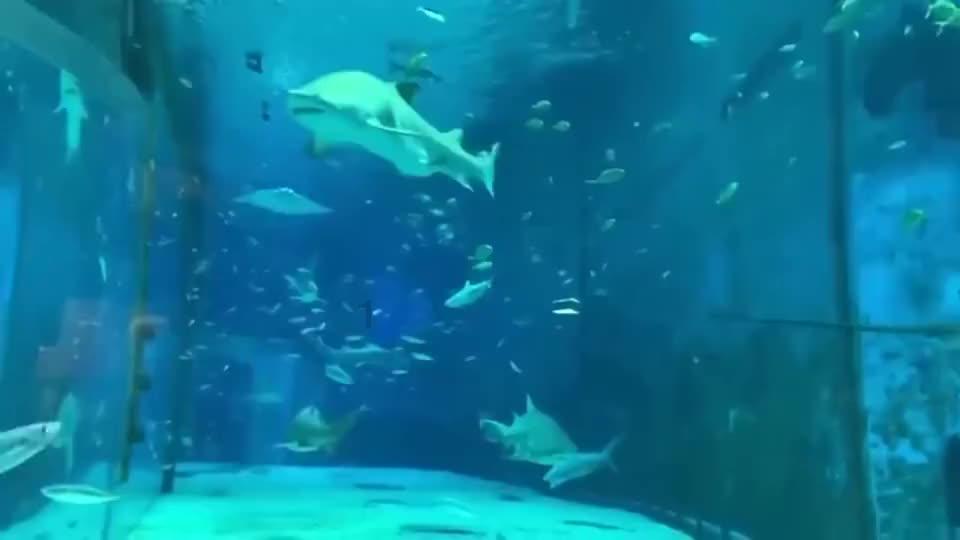 哪种食物是闻着香吃着臭游戏画面